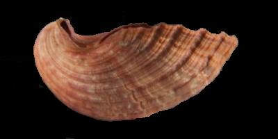 Pecten excavatus